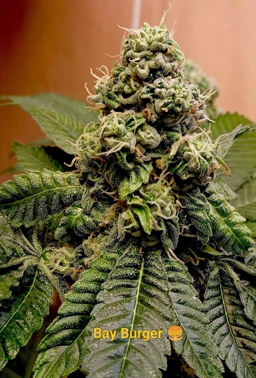 Autopot+Biotabs vs. Photoperiods #3. Week 11