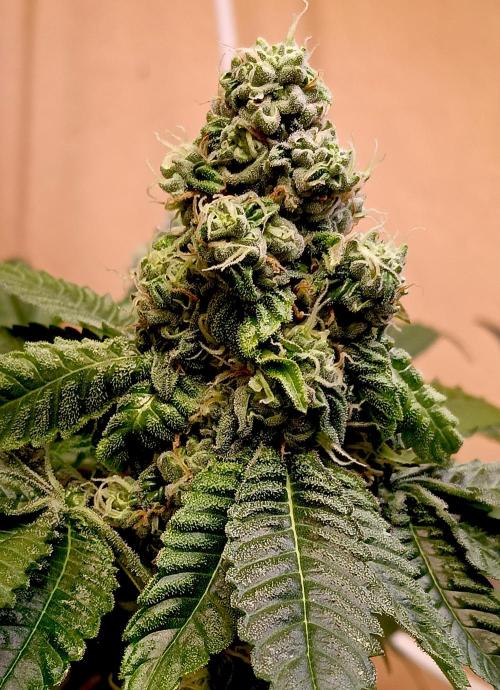 Autopot+Biotabs vs. Photoperiods #3. Week 11