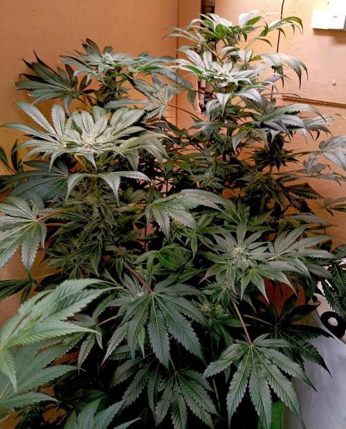 Autopot+Biotabs vs. Photoperiods #3. Week 11