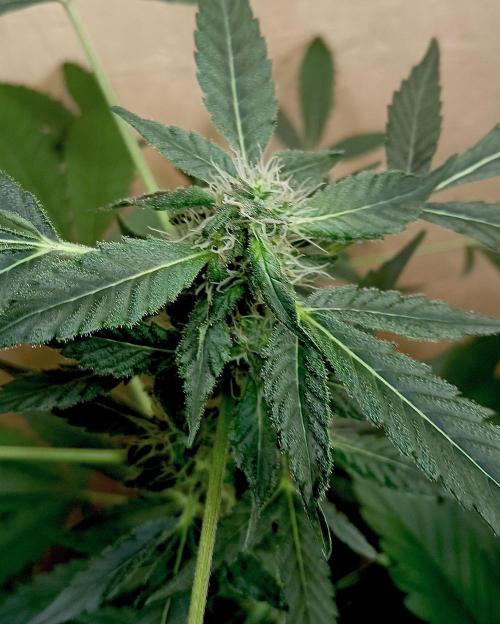 Dognabis Cup (#21) P- Photoperiodic. Week 8