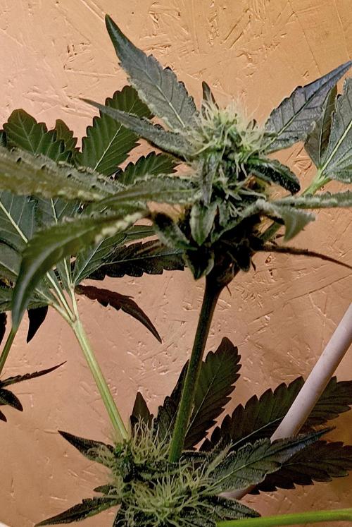 Autopot+Biotabs vs. Photoperiods #4. Week 7