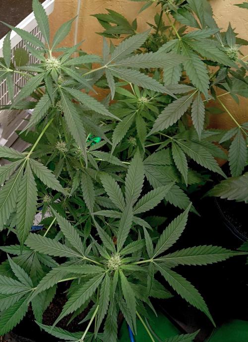 Autopot+Biotabs vs. Photoperiods #4. Week 7