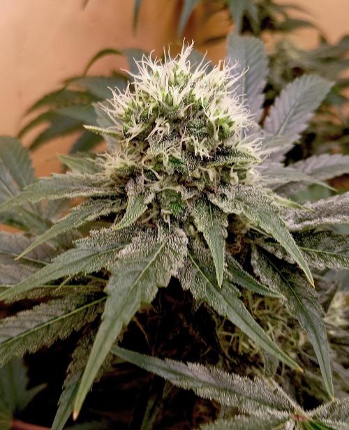 Autopot+Biotabs vs. Photoperiods #2. Week 12