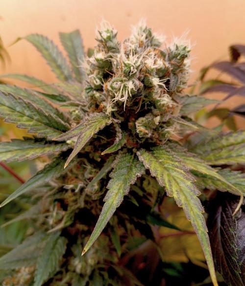 Autopot+Biotabs vs. Photoperiods #2. Week 12