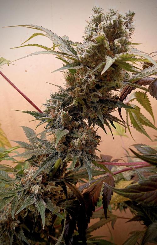 Autopot+Biotabs vs. Photoperiods #2. Week 12