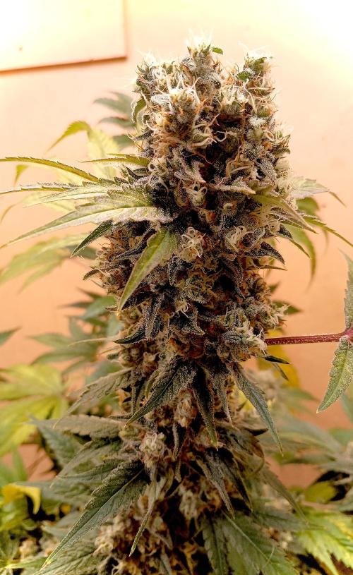 Autopot+Biotabs vs. Photoperiods #2. Week 12