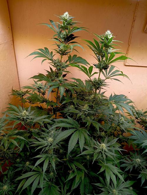 Autopot+Biotabs vs. Photoperiods #1. Week 12