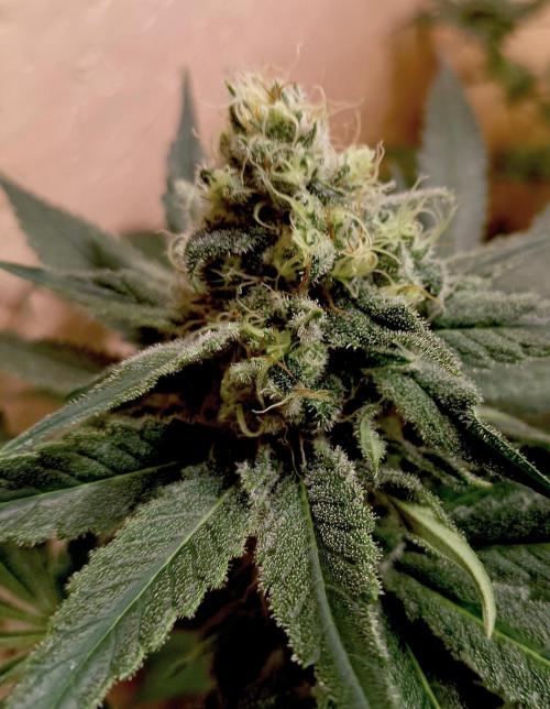 Autopot+Biotabs vs. Photoperiods #1. Week 12