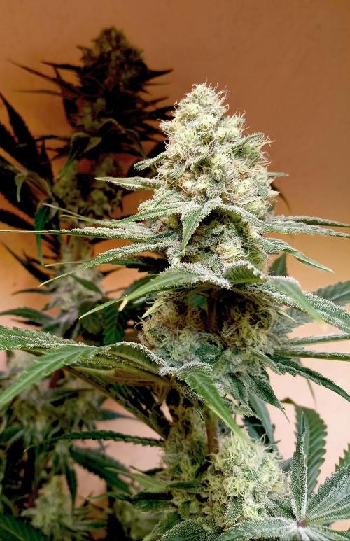 Autopot+Biotabs vs. Photoperiods #1. Week 12