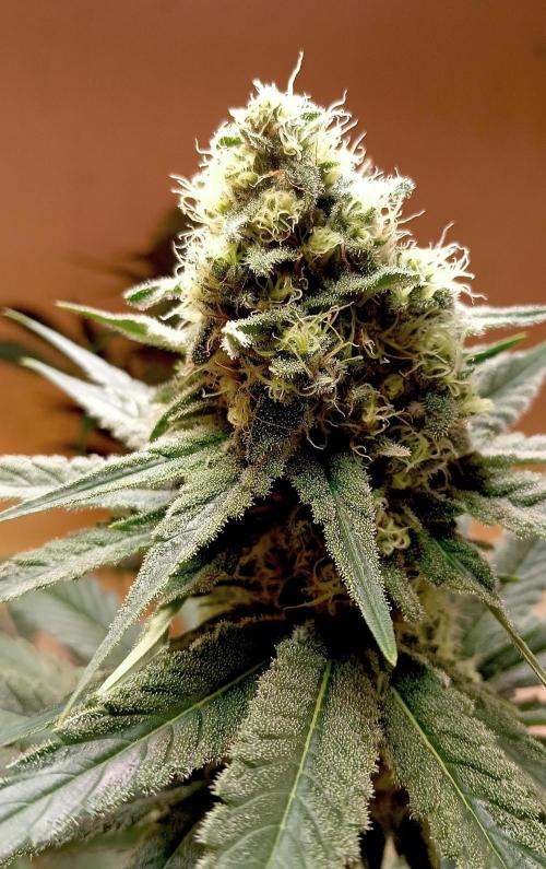 Autopot+Biotabs vs. Photoperiods #1. Week 12