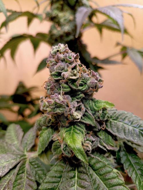 Autopot+Biotabs vs. Photoperiods #3. Week 13