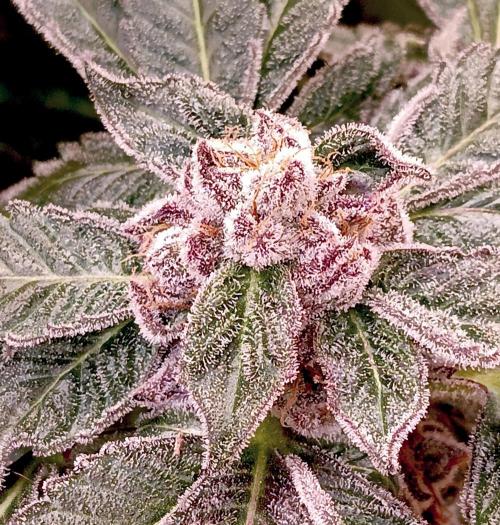 Autopot+Biotabs vs. Photoperiods #3. Week 13