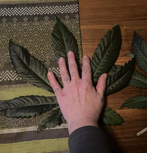 Autopot+Biotabs vs. Photoperiods #3. Week 13