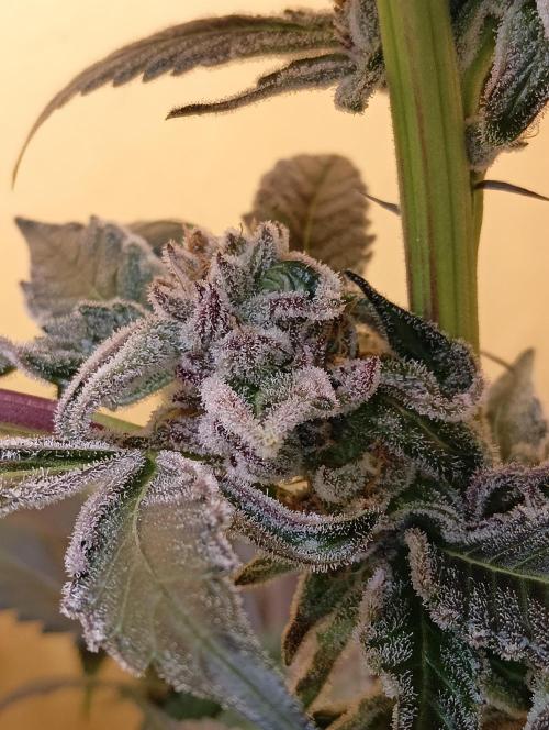 Autopot+Biotabs vs. Photoperiods #3. Week 13