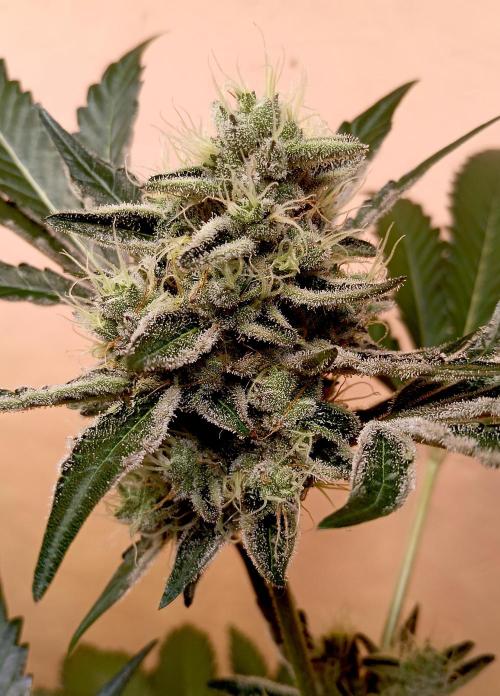 Autopot+Biotabs vs. Photoperiods #4. Week 8