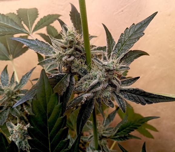 Autopot+Biotabs vs. Photoperiods #4. Week 8