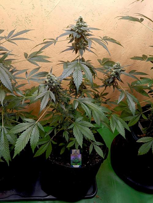 Dognabis Cup (#21) P- Photoperiodic. Week 10