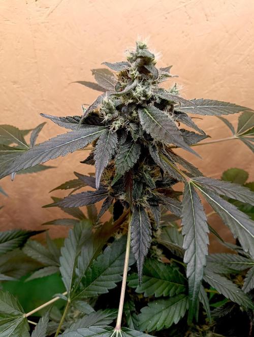 Dognabis Cup (#21) P- Photoperiodic. Week 10