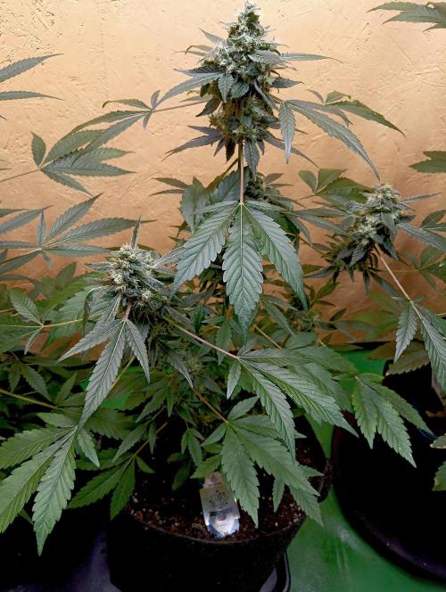 Dognabis Cup (#21) P- Photoperiodic. Week 10