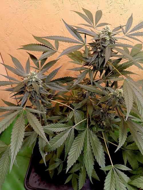 Autopot+Biotabs vs. Photoperiods #4. Week 9 - handwatered