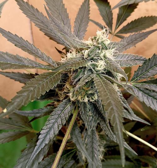 Autopot+Biotabs vs. Photoperiods #4. Week 9