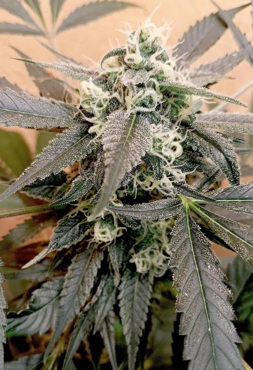 Autopot+Biotabs vs. Photoperiods #4. Week 9