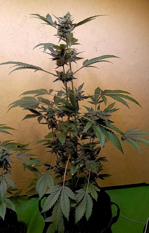 Autopot+Biotabs vs. Photoperiods #4. Week 9 - autopot