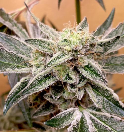 Autopot+Biotabs vs. Photoperiods #4. Week 9