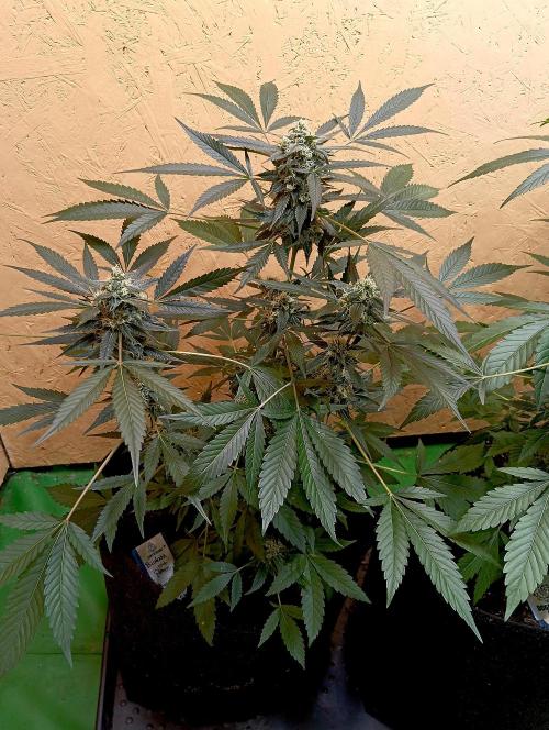 Autopot+Biotabs vs. Photoperiods #4. Week 9