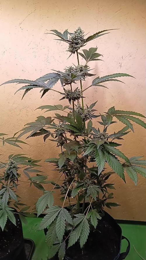 Autopot+Biotabs vs. Photoperiods #4