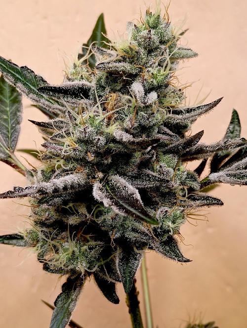 Autopot+Biotabs vs. Photoperiods #4. Week 10