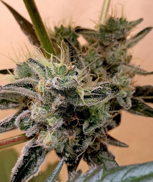 Autopot+Biotabs vs. Photoperiods #4. Week 10