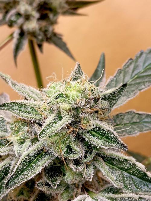 Autopot+Biotabs vs. Photoperiods #4. Week 10