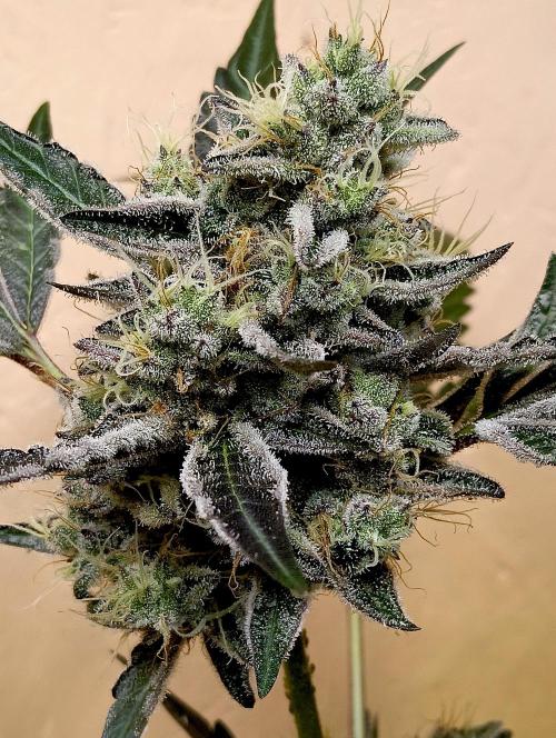 Autopot+Biotabs vs. Photoperiods #4. Week 10