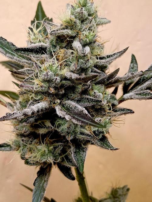 Autopot+Biotabs vs. Photoperiods #4. Week 10