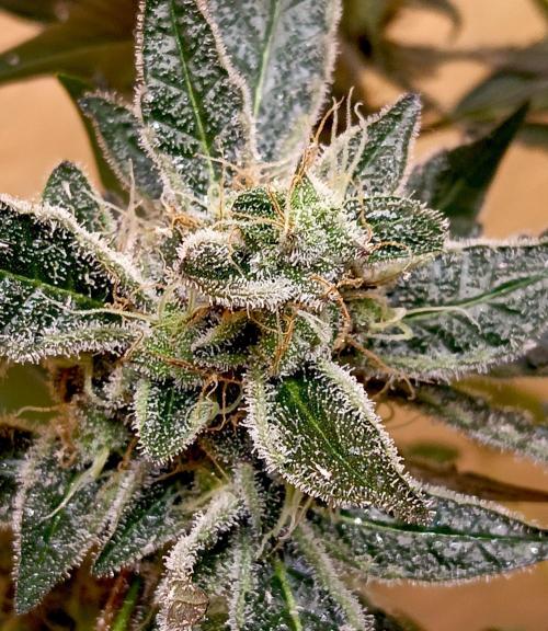 Autopot+Biotabs vs. Photoperiods #4. Week 10