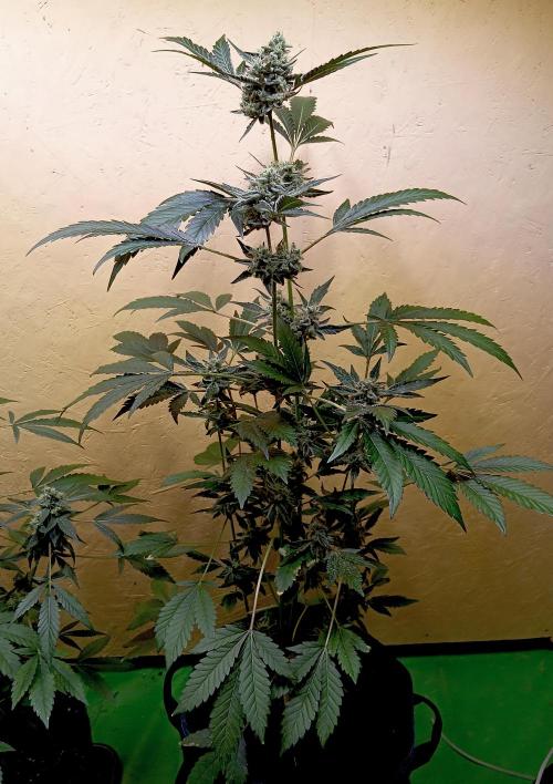 Autopot+Biotabs vs. Photoperiods #4. Week 10