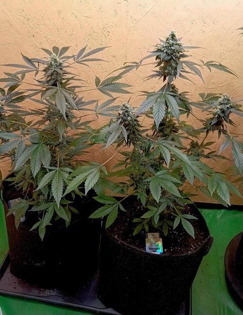 Autopot+Biotabs vs. Photoperiods #4. Week 10