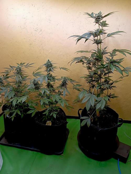Autopot+Biotabs vs. Photoperiods #4. Week 10