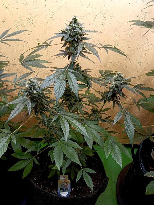 Autopot+Biotabs vs. Photoperiods #4. Week 10