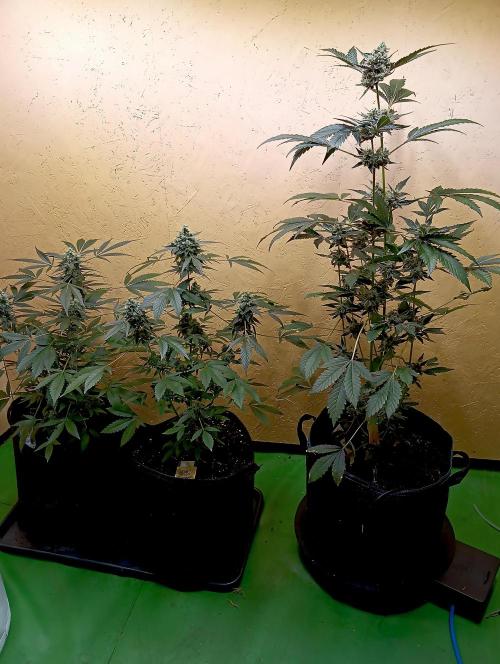 Autopot+Biotabs vs. Photoperiods #4. Week 10