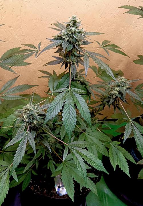 Dognabis Cup (#21) P- Photoperiodic. Week 11