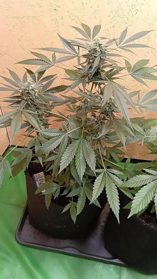 Dognabis Cup (#21) P- Photoperiodic