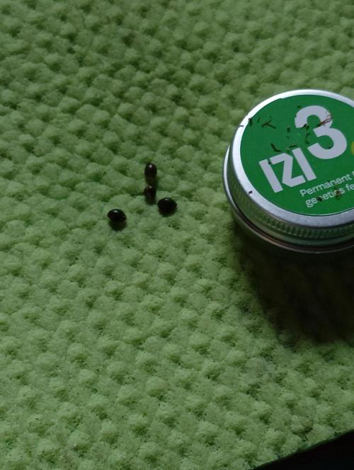 Permanent Bluez -Biotabs - Autopot. Week 0