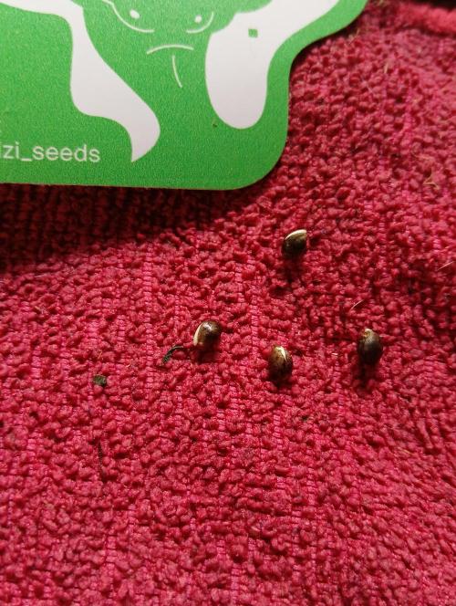 Permanent Bluez -Biotabs - Autopot. Week 0