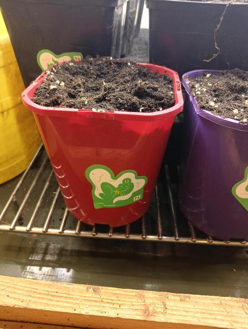 Permanent Bluez -Biotabs - Autopot. Week 0