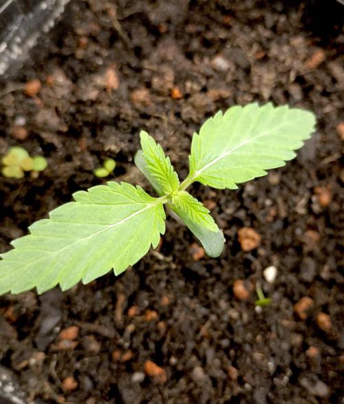 Permanent Bluez -Biotabs - Autopot. Week 1