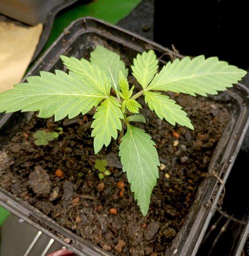 Permanent Bluez -Biotabs - Autopot. Week 2