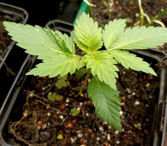 Permanent Bluez -Biotabs - Autopot. Week 2