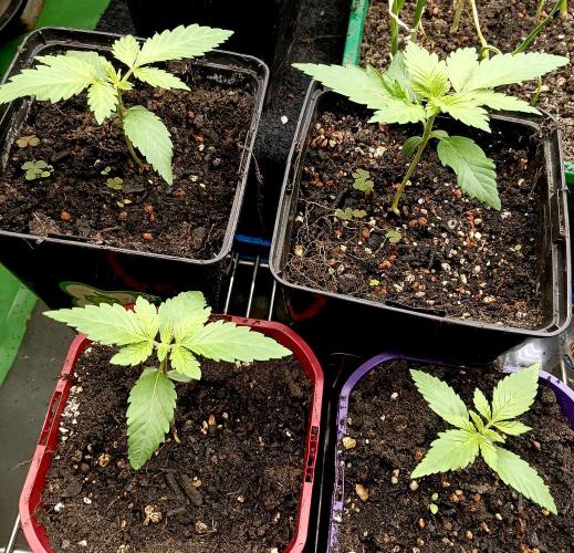 Permanent Bluez -Biotabs - Autopot. Week 2